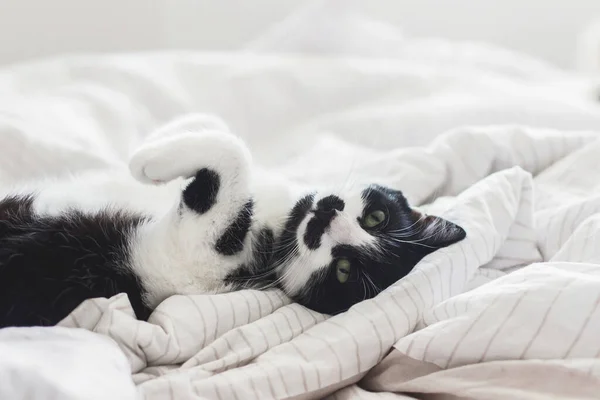 Bedårande Katt Liggande Med Rolig Look Sängen Snygga Lakan Morgonljus — Stockfoto