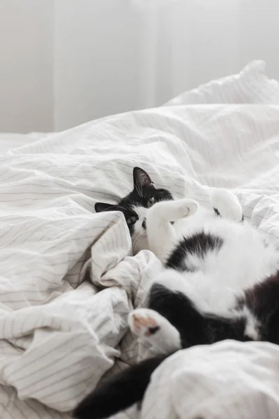 Очаровательная Кошка Лежит Смешным Взглядом Кровати Стильных Простынях Утреннем Свете — стоковое фото