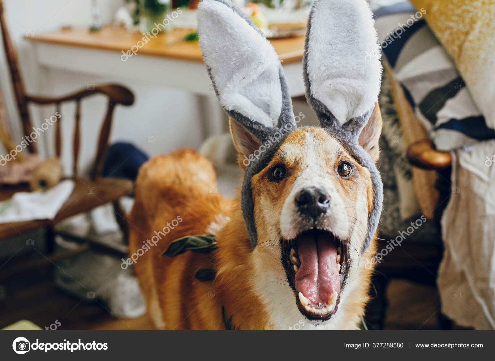 Netter Goldener Hund Grauen Hasenohren Der Mit Seinem Besitzer Spielt