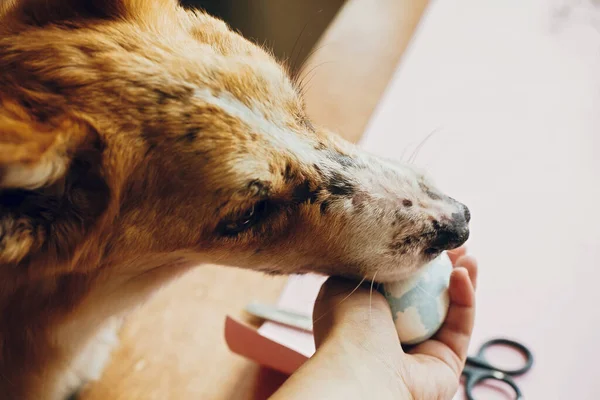 Cute Golden Dog Playing Owner Trying Eat Stylish Easter Egg — Stock Photo, Image