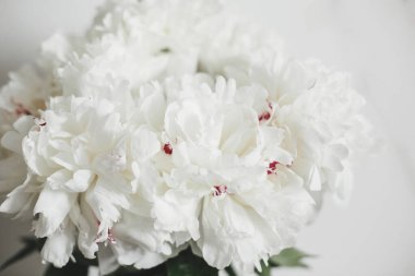 Beyaz duvar arkaplanına yakın sevimli şakayık buketi. Vazoda kırmızı taç yaprakları olan zarif beyaz şakayıklar. Merhaba bahar duvar kağıdı. Anneler Günün kutlu olsun. Sevgililer günün kutlu olsun.