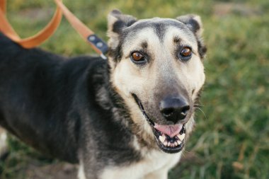 Yeşil parkta gönüllülerle birlikte tasmalı sevimli sokak köpeği barınak kavramından yola çıkarak yürüyor. Alman çoban köpeği melezi. Tatlı siyah ve gri köpek yürüyüşe çıkmış