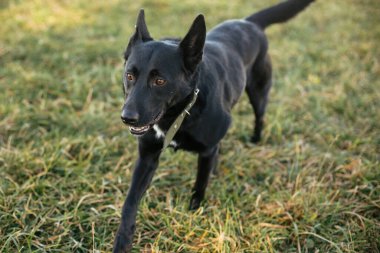 Yeşil parkta çimde gönüllülerle gezen sevimli bir köpek. Barınak kavramından evlat edinme. Melez siyah köpek. Tatlı siyah köpek yürüyüşe çıkmış