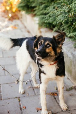 Şirin, korkmuş tüylü köpek, yaz günü parkta gönüllü olarak dolaşıyor. Barınak kavramından evlat edinme. Siyah-beyaz melez bir köpek. Tatlı köpek yürüyor.