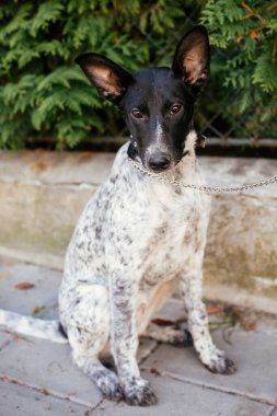 Yaz günü gönüllü olmak için yanında oturan sevimli köpek. Barınak kavramından evlat edinme. Siyah-beyaz melez bir köpek. Barınakta üzgün bakışlı tatlı köpek