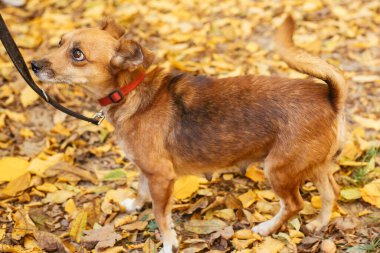 Sonbahar parkında gönüllü olmak için yanında yürüyen sevimli, korkmuş köpek. Barınak kavramından evlat edinme. Karışık cins küçük sarı köpek. Barınakta tatlı küçük köpek üzgün görünüyor.