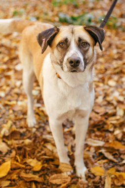 Sonbahar parkında gönüllü olarak yürüyen korkmuş şirin bir köpeğin portresi. Barınak kavramından evlat edinme. Karışık cins sarı kahverengi köpek. Tatlı köpek üzgün gözlerle sığınakta