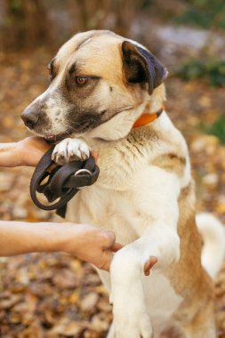 Sonbahar parkında gönüllü olması için patisini veren sevimli bir köpeğin portresi. Barınak kavramından evlat edinme. Karışık cins sarı kahverengi köpek. Kucaklaşan ve tatlı köpekle oynayan kişi