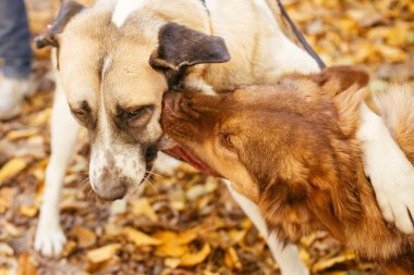 Sonbahar parkında oynayan ve ısıran iki sevimli arkadaş köpeği. Kızgın köpekler kavga ediyor. Barınak kavramından evlat edinme. Kırmızı tüylü, sarı labrador köpekleri..
