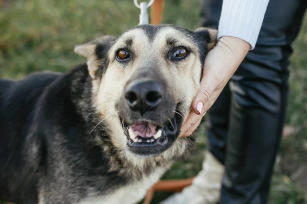 Persoon Strelen Schattige Hond Vrijwilliger Knuffelen Gemengde Ras Duitse Herder — Stockfoto