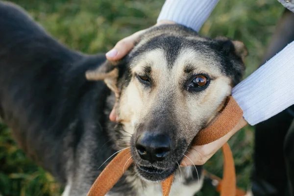 Persona Acariciando Lindo Perro Voluntariado Abrazando Perro Pastor Alemán Raza — Foto de Stock