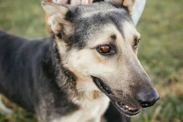 Yeşil Parkta Gönüllülerle Tasmalı Gezen Sevimli Sokak Köpeğinin Portresi Barınak — Stok fotoğraf