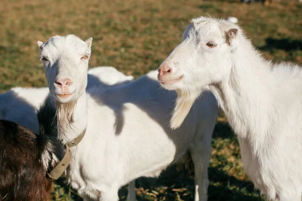 田舎の他のヤギの放牧を背景に面白いひげを持つ甘いヤギ 農場で穏やかな晴れた日に緑の牧草地に立つかわいい白いヤギ — ストック写真
