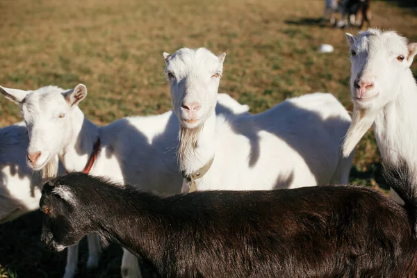 甜山羊 有滑稽的胡子 其他山羊背景在农村放牧 美丽的白山羊站在绿色的草地上 在平静的阳光灿烂的农场里 — 图库照片
