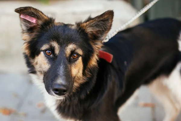 Leuke Pluizige Hond Wandelen Met Vrijwilliger Zomer Dag Het Park — Stockfoto