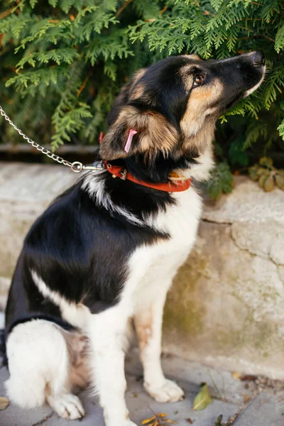 Yaz Günü Parkta Gönüllü Olarak Oturan Sevimli Korkmuş Köpek Barınak — Stok fotoğraf