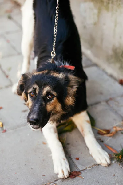 Şirin Oynak Pofuduk Köpek Yaz Gününde Parkta Gönüllü Olarak Oturuyor — Stok fotoğraf