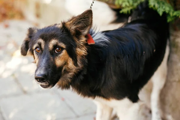 Cute Przestraszony Puszysty Pies Spaceru Wolontariuszem Letni Dzień Parku Adopcja — Zdjęcie stockowe