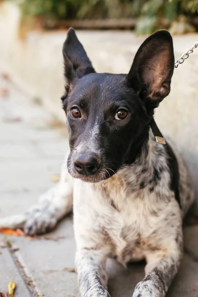 Słodki Pies Siedzi Obok Wolontariusza Letni Dzień Adopcja Koncepcji Schronienia — Zdjęcie stockowe