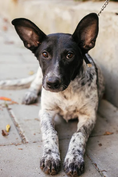 Yaz Günü Gönüllü Olmak Için Yanında Oturan Sevimli Köpek Barınak — Stok fotoğraf
