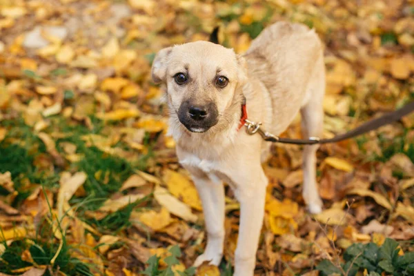 Carino Cane Spaventato Camminare Accanto Volontario Nel Parco Autunnale Adozione — Foto Stock