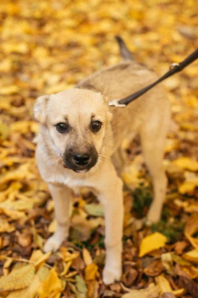 Sonbahar Parkında Gönüllü Olmak Için Yanında Yürüyen Sevimli Korkmuş Köpek — Stok fotoğraf