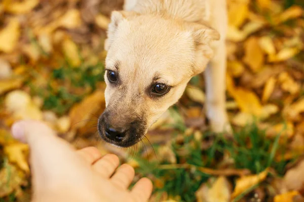 秋の公園でボランティアの隣を歩くかわいい怖がっている犬 避難所の概念からの採用 混合品種の小さな黄色の犬 手愛撫甘い犬で避難所で悲しい表情 — ストック写真