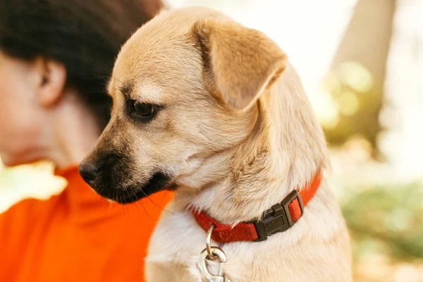 Vrijwilliger Met Schattige Kleine Bange Hond Het Herfstpark Adoptie Uit — Stockfoto