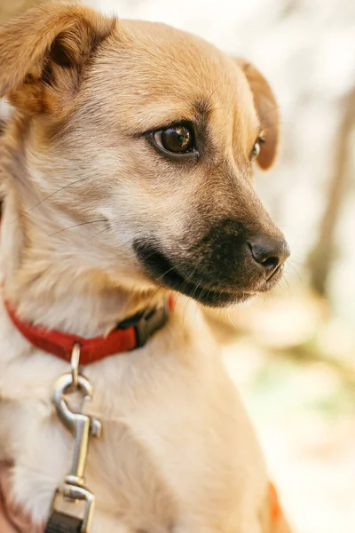 秋の公園で可愛い犬を飼っているボランティア 避難所の概念からの採用 混合品種の小さな黄色の犬 悲しい表情で避難所で甘い犬 — ストック写真