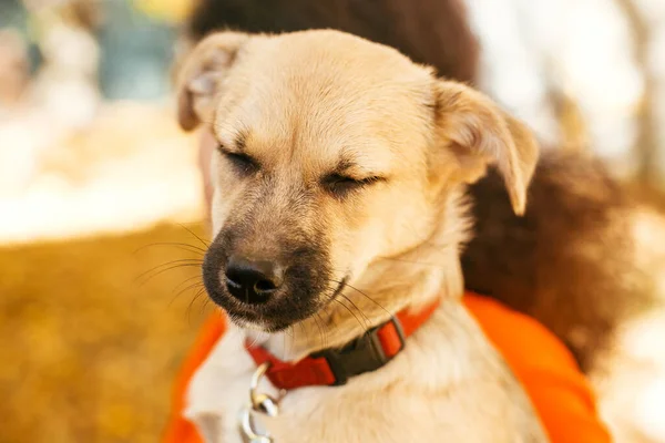 Vrijwilliger Met Schattig Slaperig Hondje Het Najaarspark Adoptie Uit Schuilplaats — Stockfoto