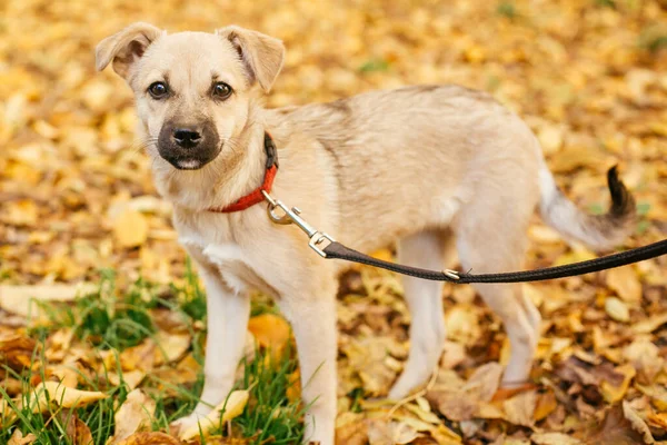 Roztomilý Vystrašený Pes Prochází Vedle Dobrovolníka Podzimním Parku Adopce Konceptu — Stock fotografie