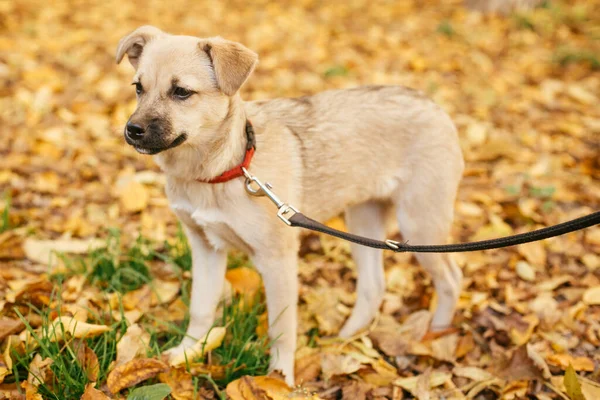 Aranyos Ijedt Kutya Sétál Önkéntes Mellett Őszi Parkban Elfogadás Menedék — Stock Fotó