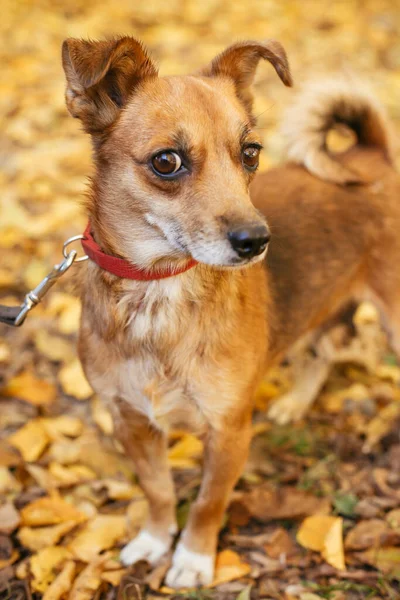 Roztomilý Vystrašený Pes Prochází Vedle Dobrovolníka Podzimním Parku Adopce Konceptu — Stock fotografie