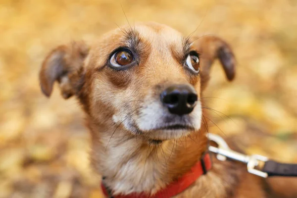 Retrato Cão Bonito Pouco Assustado Andando Lado Voluntário Parque Outono — Fotografia de Stock