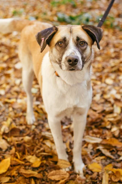 秋天公园里 一只可爱而害怕的狗走在志愿者旁边的画像 从住房概念中收养 杂交品种黄褐色狗 甜蜜的狗在悲伤的眼睛里 — 图库照片