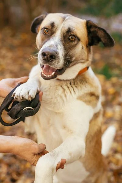 Portrait of cute dog giving paw to volunteer in autumn park. Adoption from shelter concept. Mixed breed yellow brown dog. Person hugging and playing with sweet dog playing with person