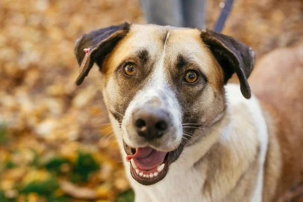 秋の公園で遊ぶかわいい幸せな犬の肖像画 避難所の概念からの採用 混合品種黄色の茶色の犬 悲しい目で避難所で甘い犬 — ストック写真