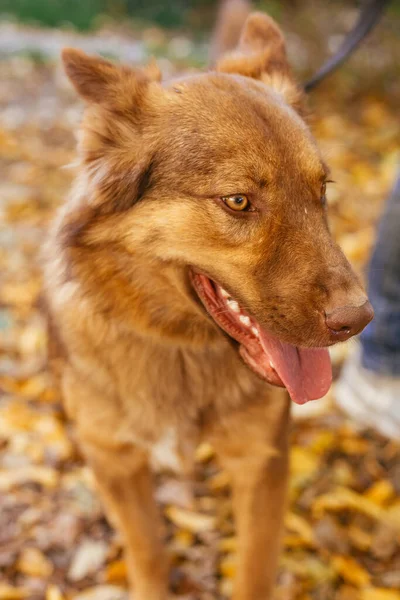 Aranyos Ijedt Kutya Portréja Őszi Parkban Elfogadás Menedék Koncepcióból Vegyes — Stock Fotó