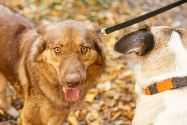 Twee Schattige Vrienden Die Samen Spelen Het Najaarspark Adoptie Uit — Stockfoto