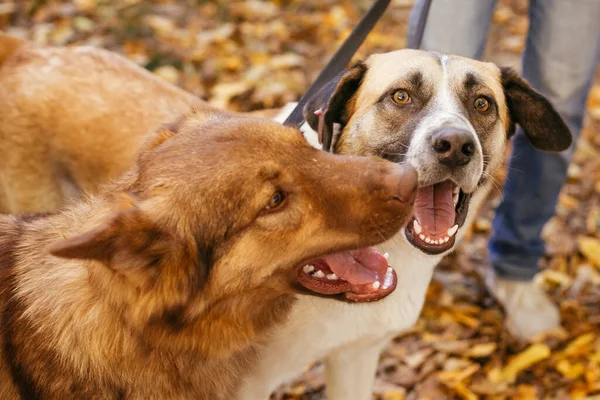 Twee Schattige Vrienden Die Samen Spelen Het Najaarspark Adoptie Uit — Stockfoto