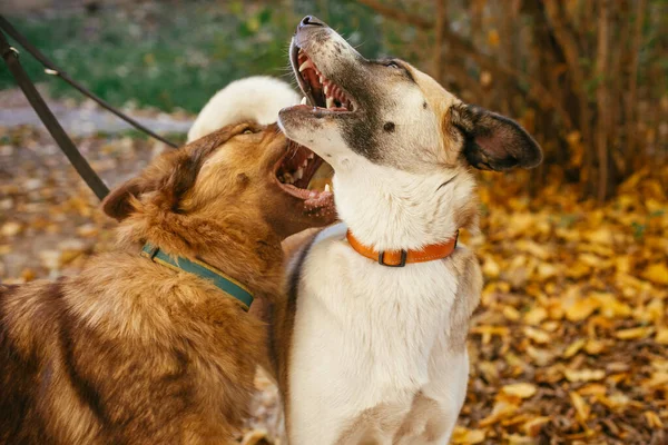 Twee Schattige Vrienden Die Samen Spelen Bijten Het Herfstpark Boze — Stockfoto