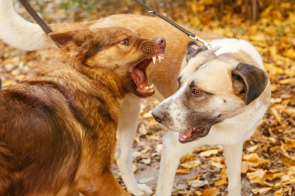 Twee Schattige Vrienden Die Samen Spelen Bijten Het Herfstpark Boze — Stockfoto