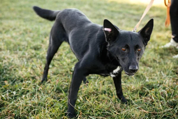 緑の公園でボランティアと草の中を歩くかわいい犬 避難所の概念からの採用 混合品種黒犬 甘い黒い犬の散歩 ストック写真
