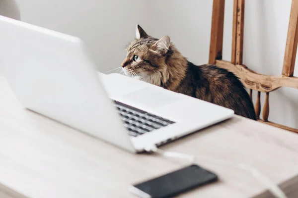 Mignon Chat Maine Coon Assis Sur Chaise En Bois Et Ordinateur Portable Avec Smartphone Sur Le Bureau Dans Un Bureau Elegant Contexte Ecrivain Stock Photo