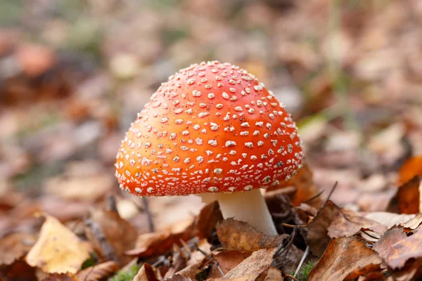 poisonous red mushroom