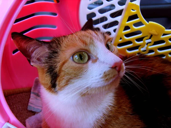 Pembe plastik bir çantadaki kedi, yakın plan.