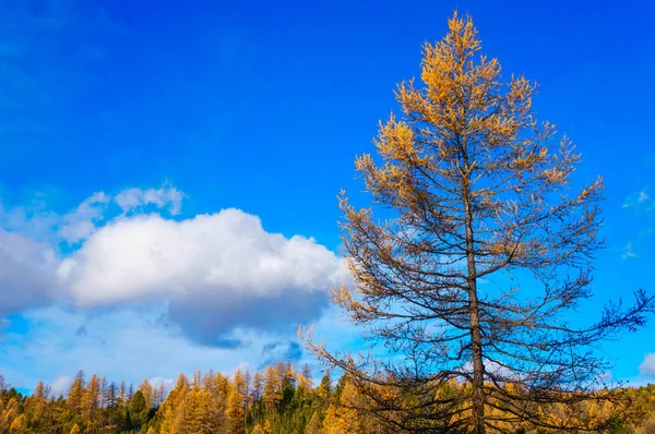 Keltainen lehtikuusi sininen taivas taustalla — kuvapankkivalokuva