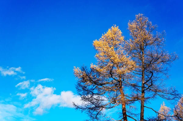Keltainen lehtikuusi sininen taivas taustalla — kuvapankkivalokuva