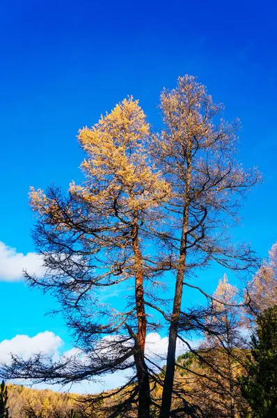 Gelbe Lärche mit blauem Himmel im Hintergrund — Stockfoto