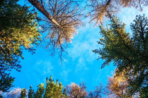 Gelbe Lärche mit blauem Himmel im Hintergrund — Stockfoto